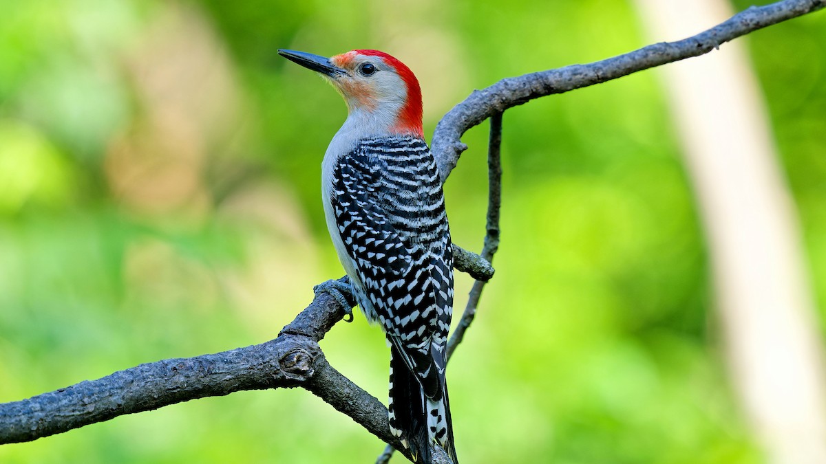 Red-bellied Woodpecker - ML619842230