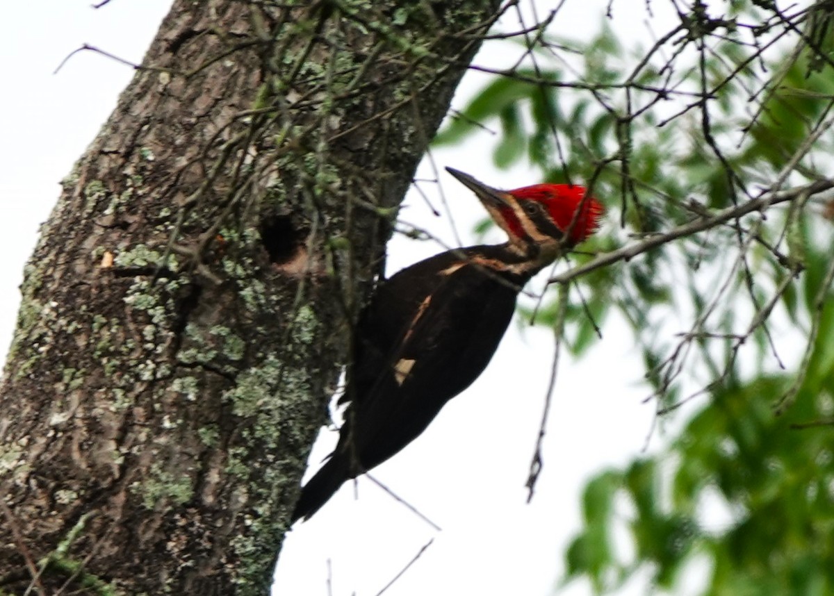 Pileated Woodpecker - ML619842233