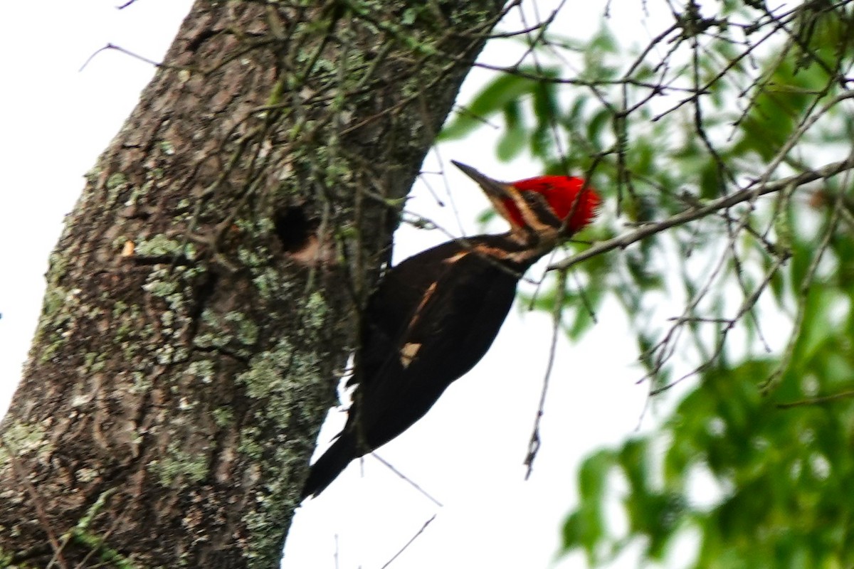 Pileated Woodpecker - ML619842234