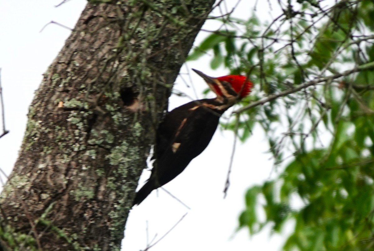 Pileated Woodpecker - ML619842235