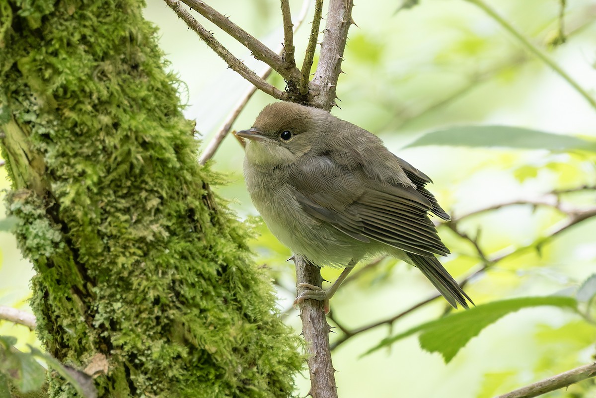 Eurasian Blackcap - Graham Ella
