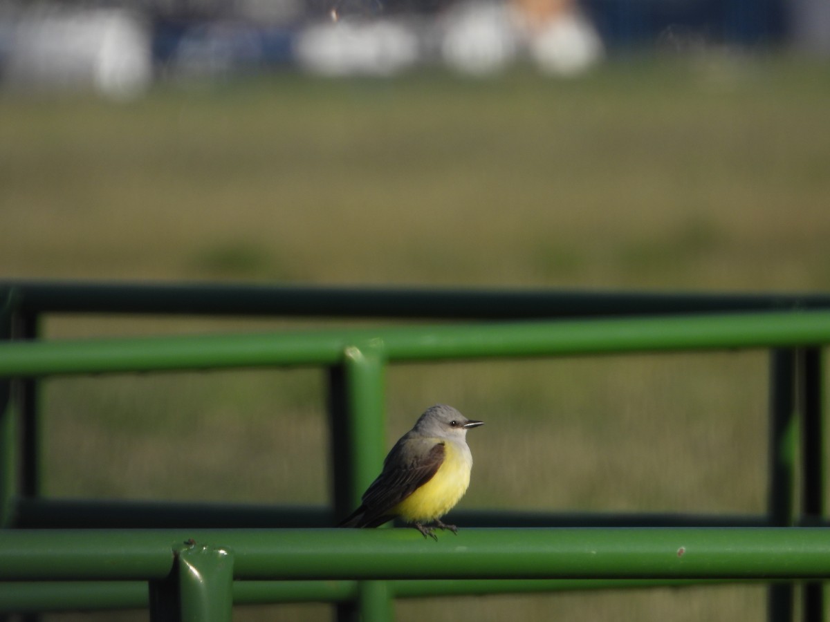 Western Kingbird - ML619842338