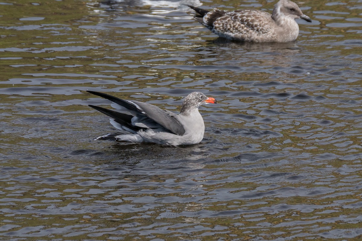 Heermannmöwe - ML619842369