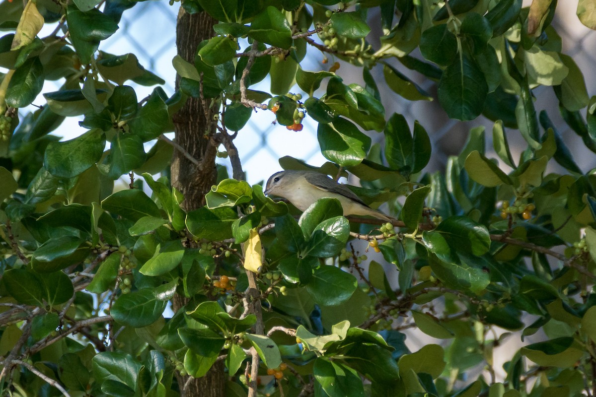 Warbling Vireo - ML619842388