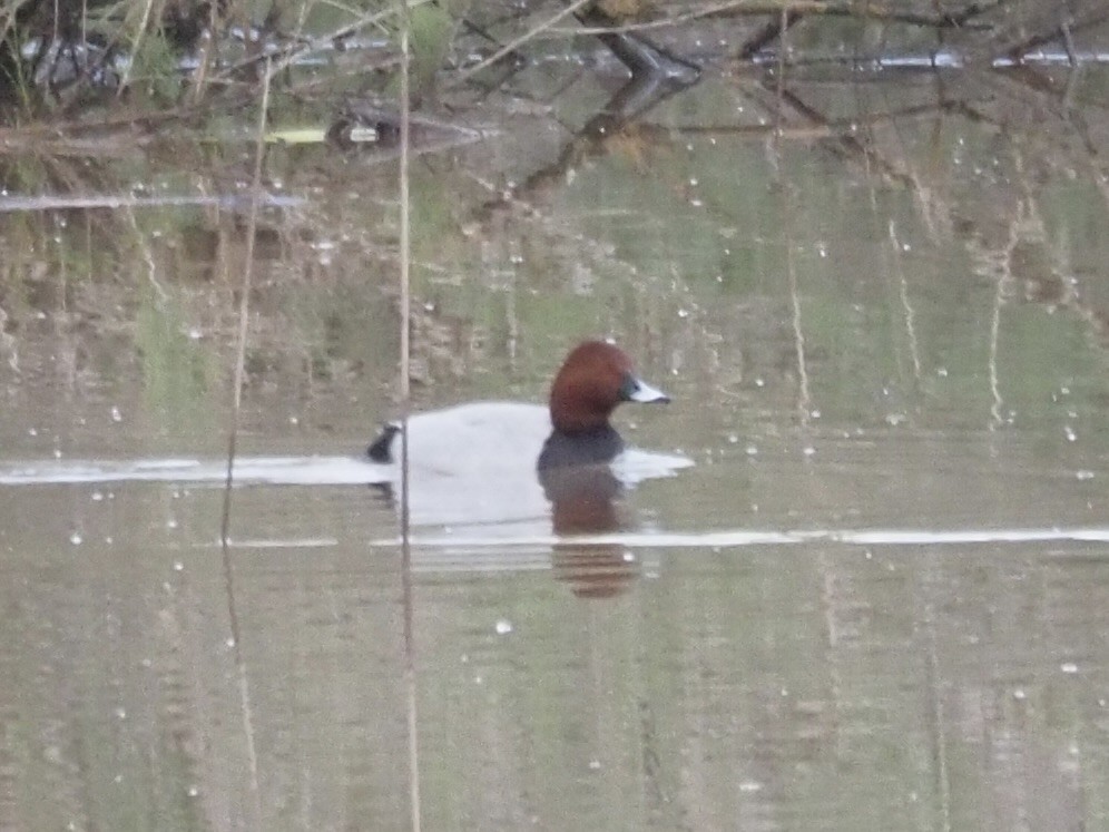 Moriglione - ML619842395