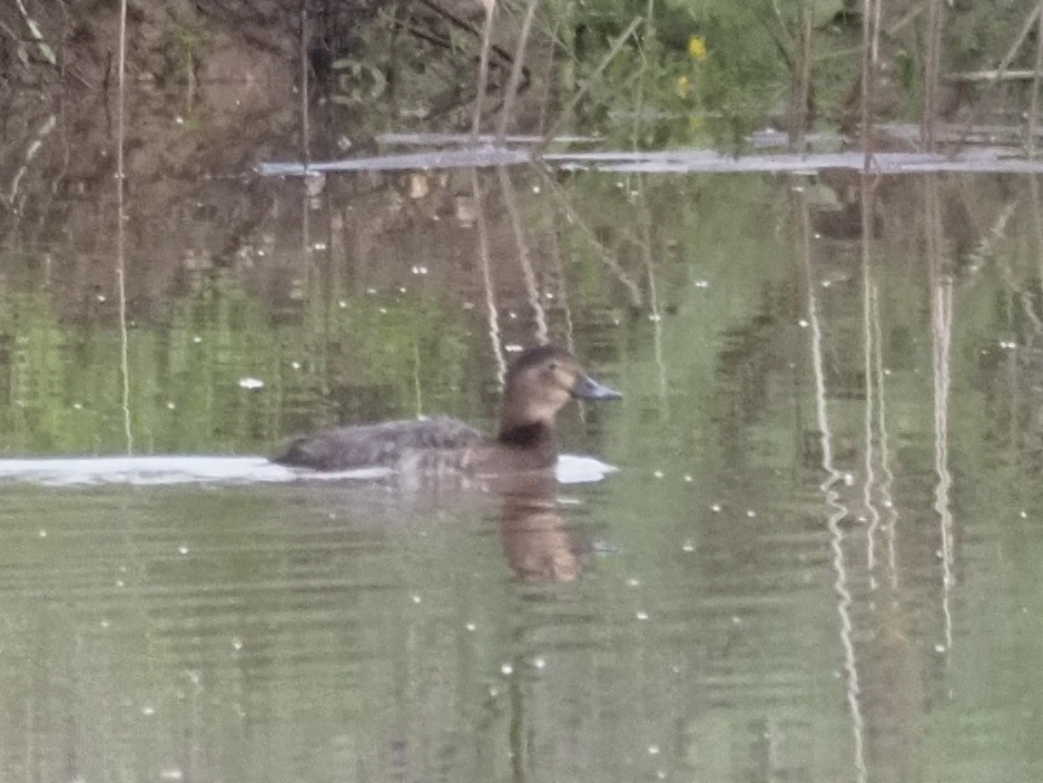 Moriglione - ML619842396