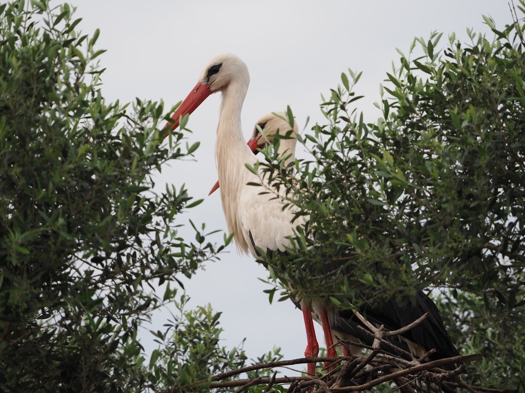 Cicogna bianca - ML619842401