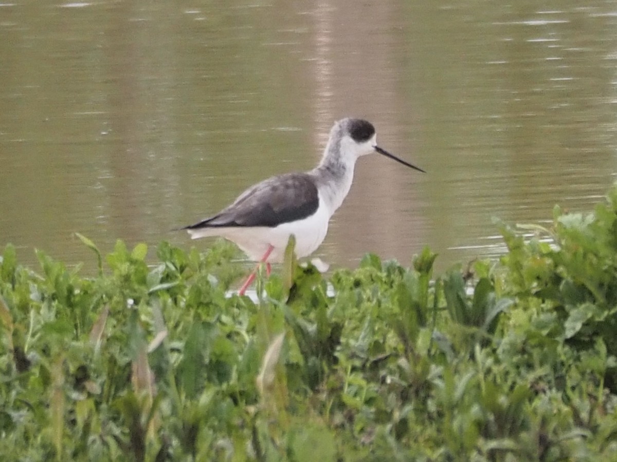 Cavaliere d'Italia - ML619842404