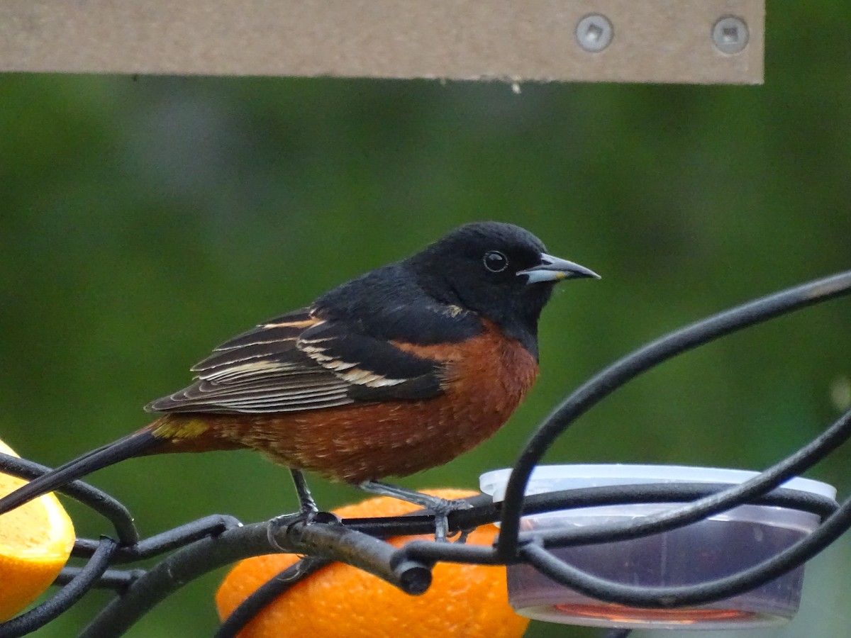 Orchard Oriole - ML619842405