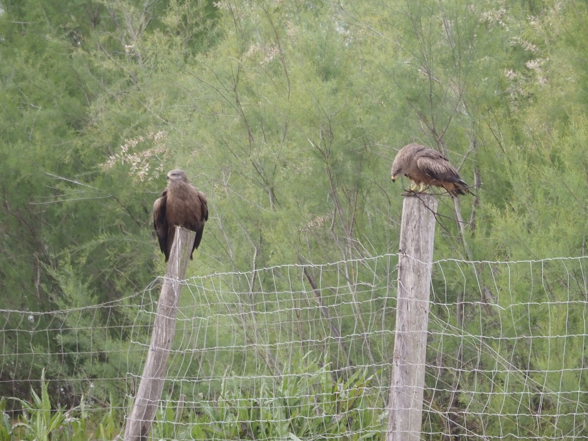 Nibbio bruno - ML619842410