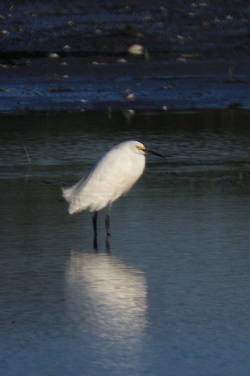 Snowy Egret - ML619842415