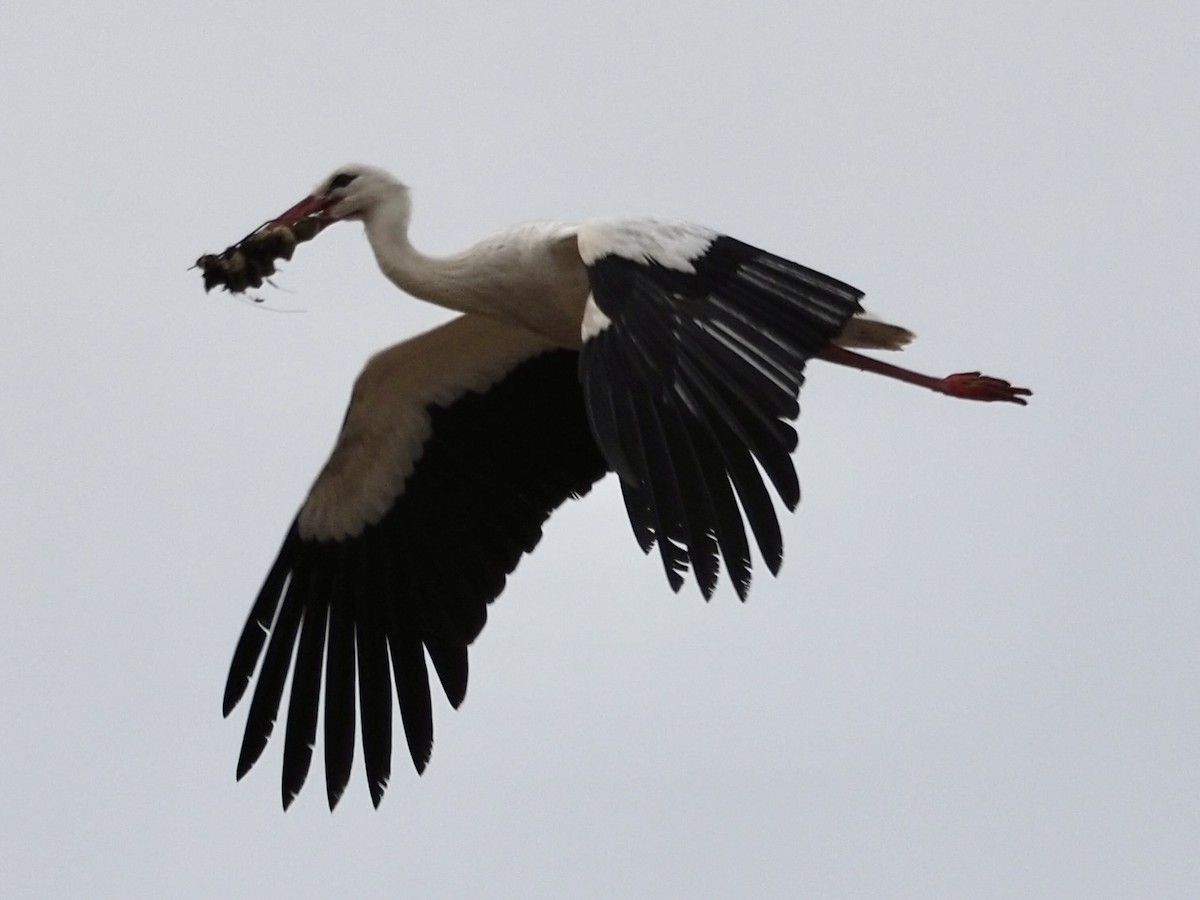 Cicogna bianca - ML619842417