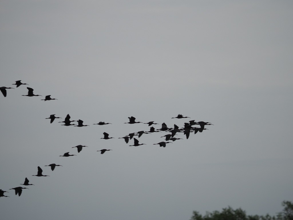 Mignattaio - ML619842419