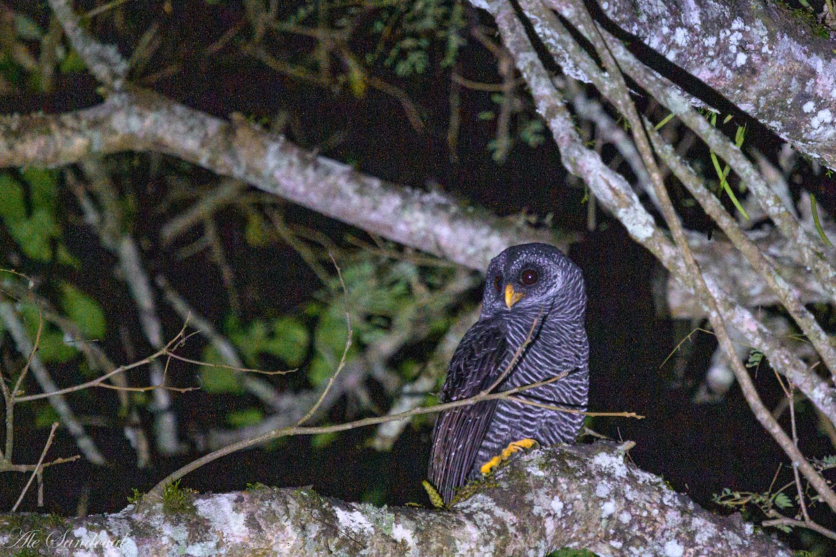 Black-banded Owl - ML619842428