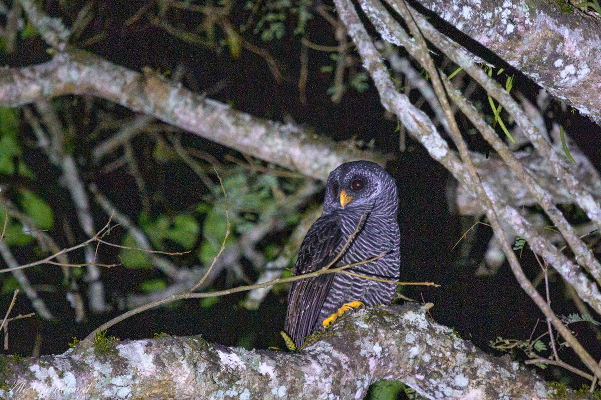 Black-banded Owl - ML619842429
