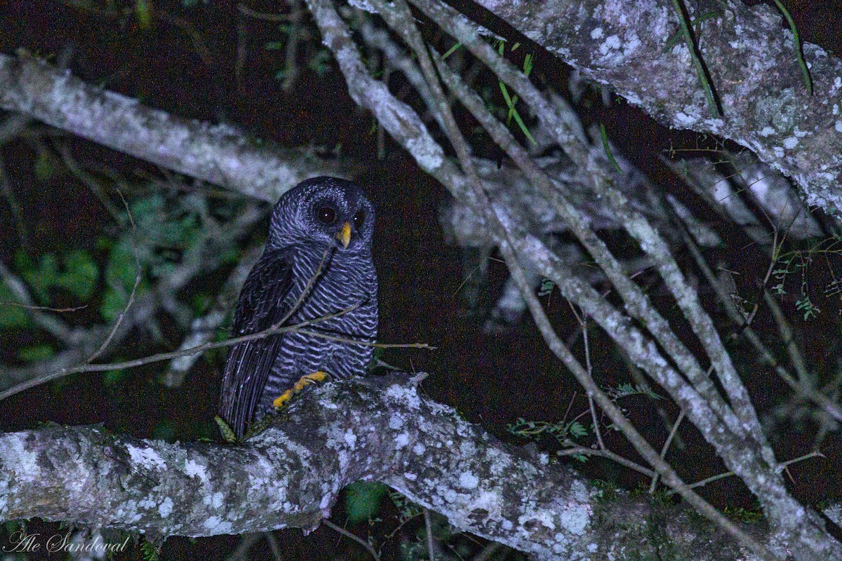 Black-banded Owl - ML619842430