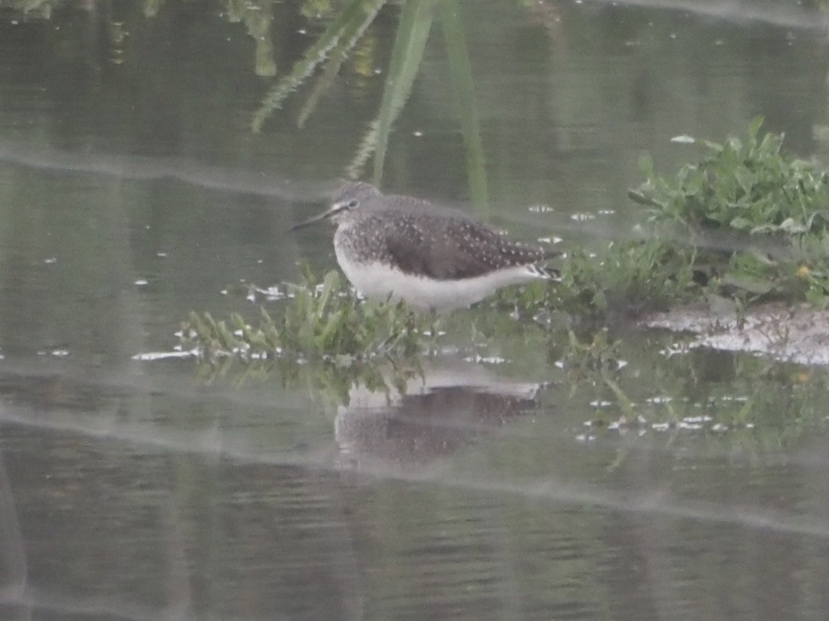 Piro piro culbianco - ML619842431