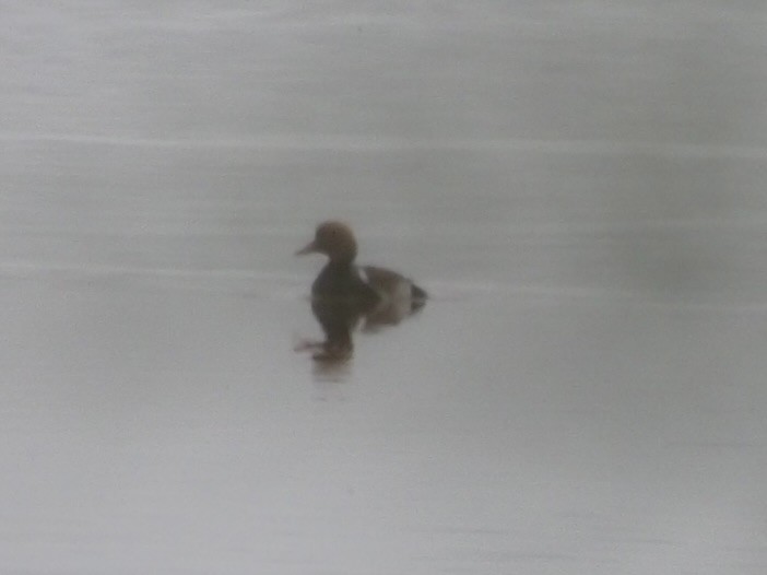 Fistione turco - ML619842438