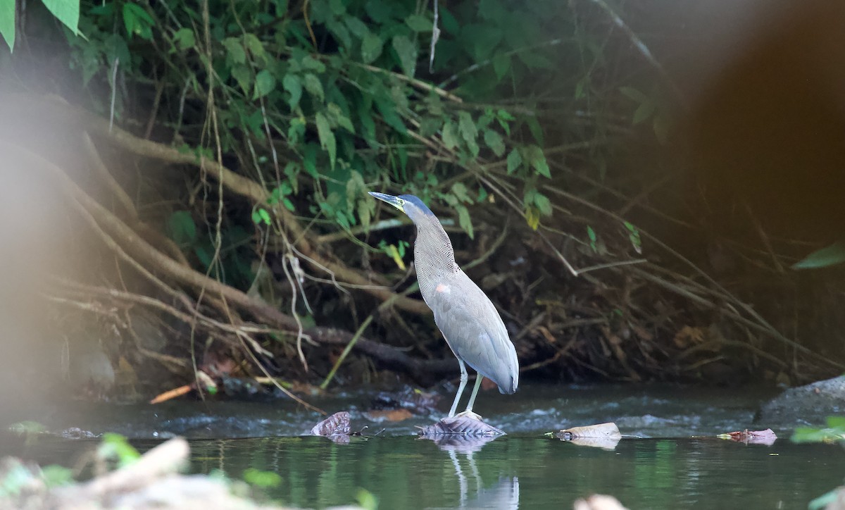 Bare-throated Tiger-Heron - ML619842441