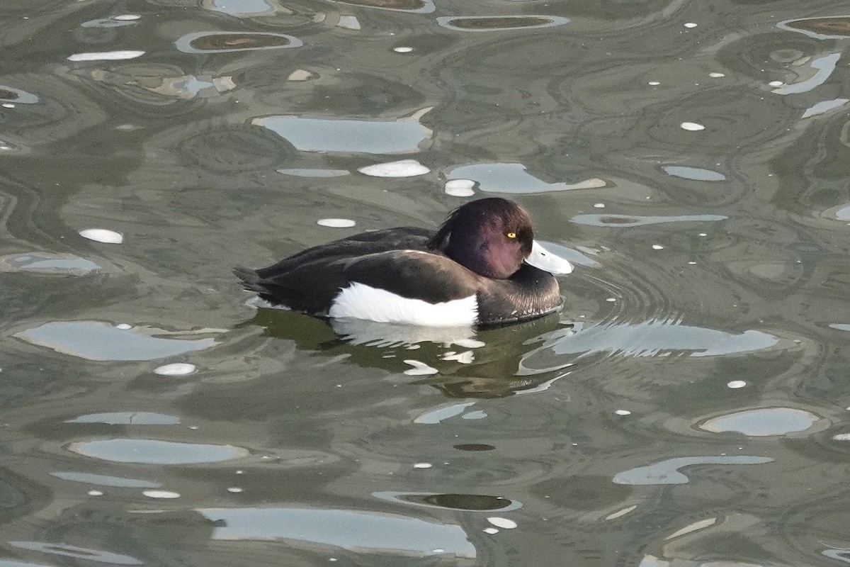 Tufted Duck - ML619842442