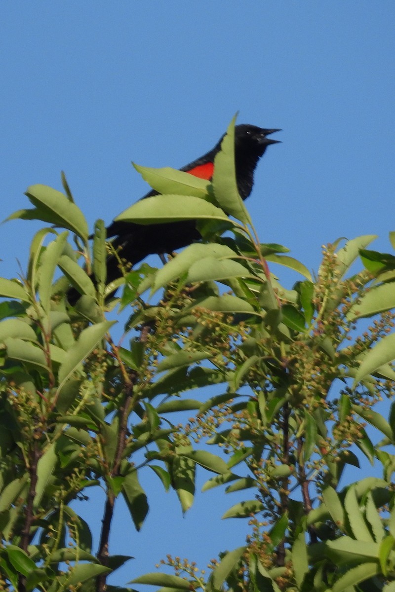 Red-winged Blackbird - ML619842445