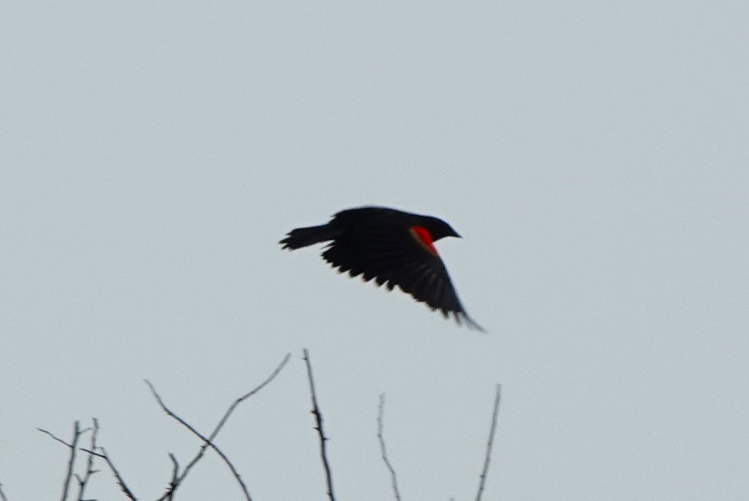 Red-winged Blackbird - ML619842451