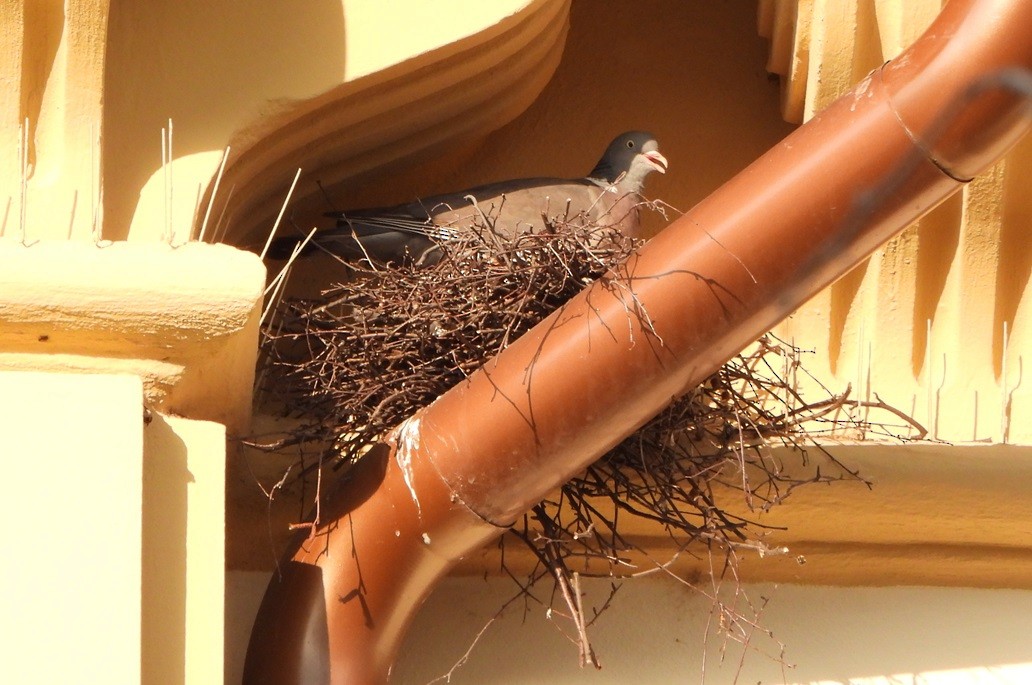 Common Wood-Pigeon - ML619842453