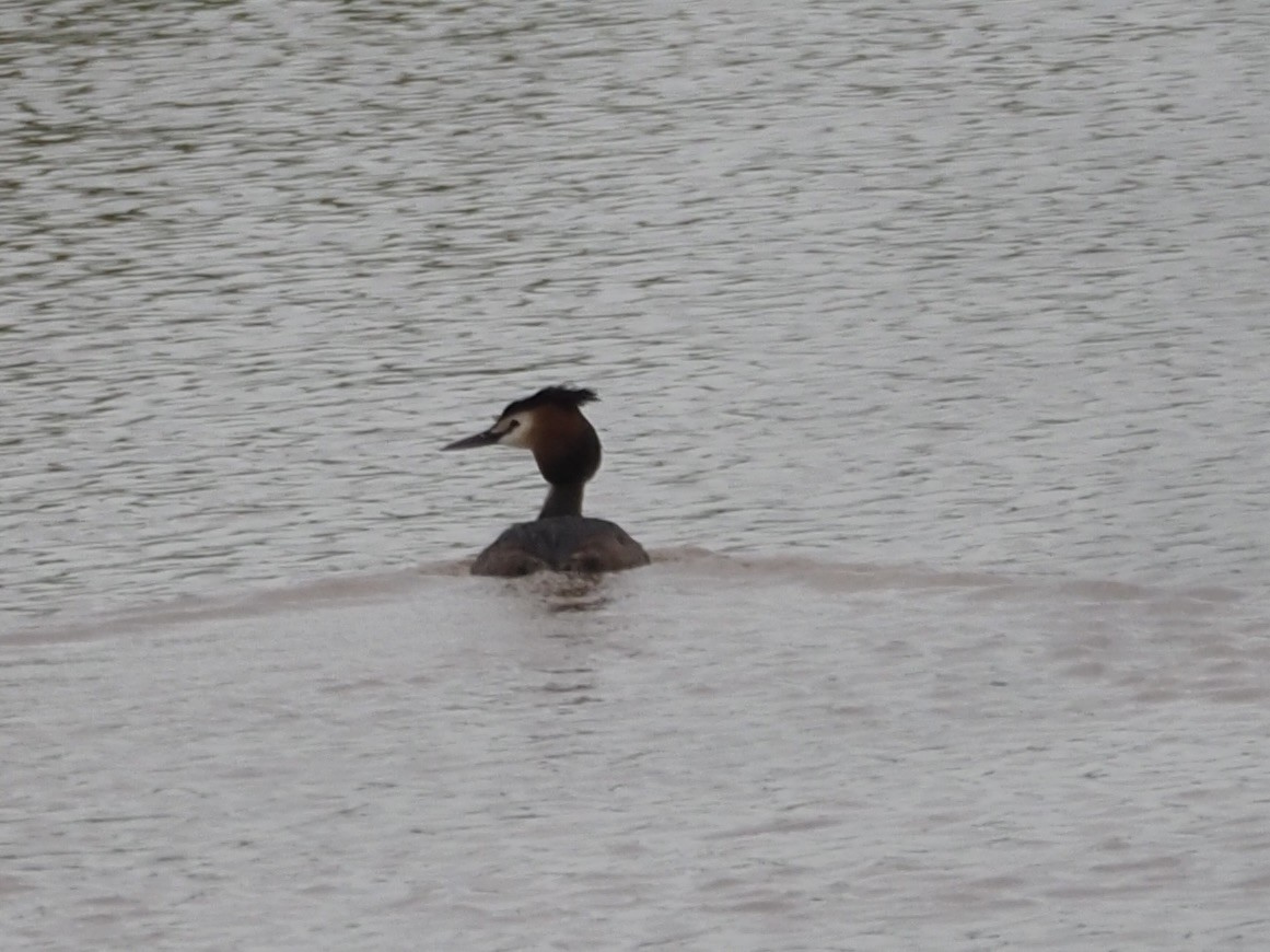 Svasso maggiore - ML619842454