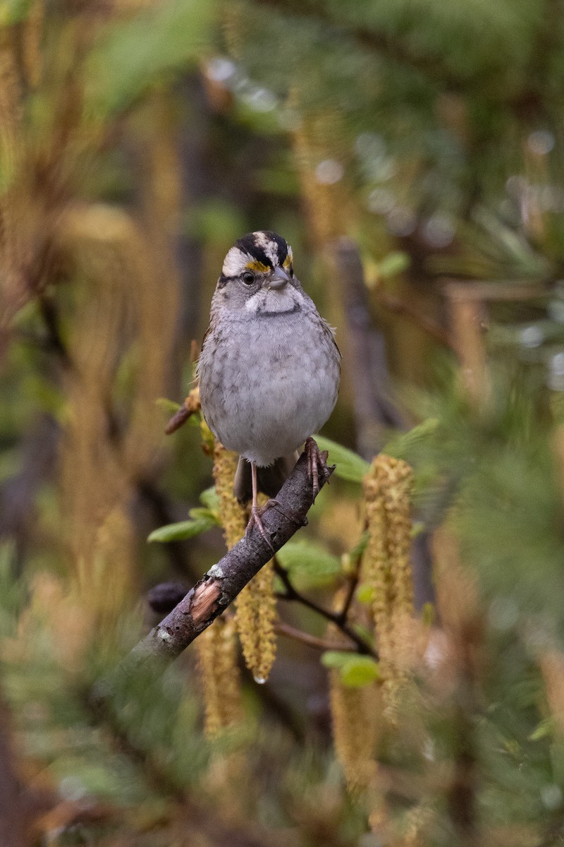 White-throated Sparrow - ML619842455