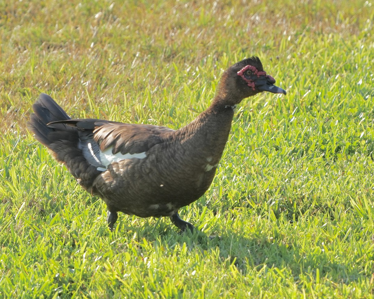 Muscovy Duck (Domestic type) - ML619842463