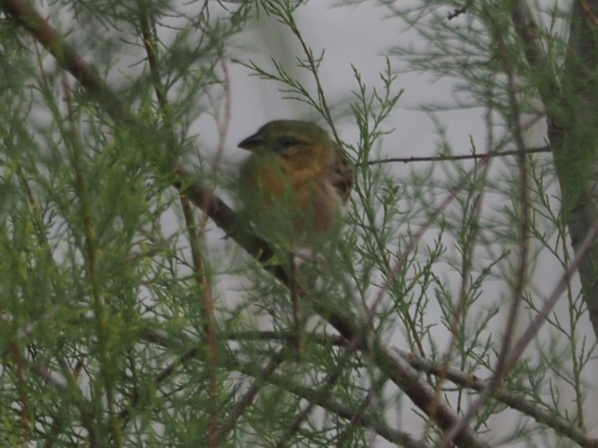 Black-headed Weaver - ML619842465