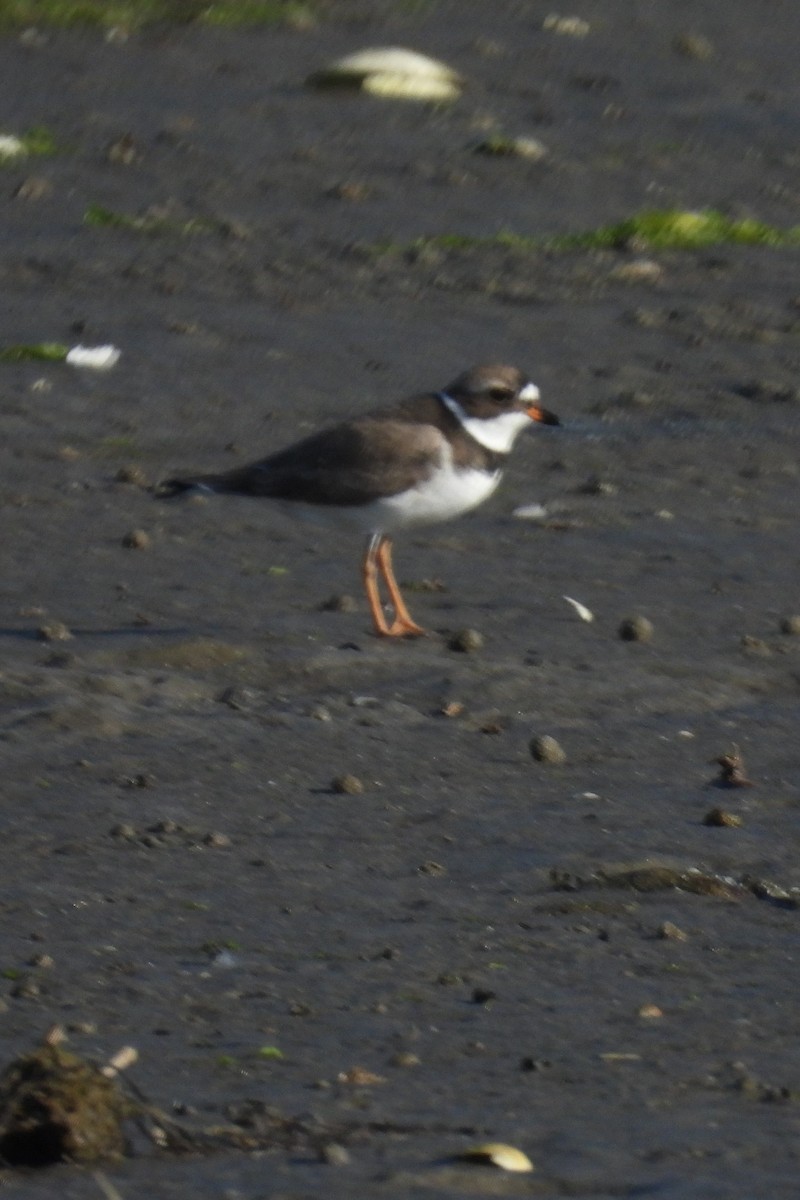 Semipalmated Plover - ML619842466