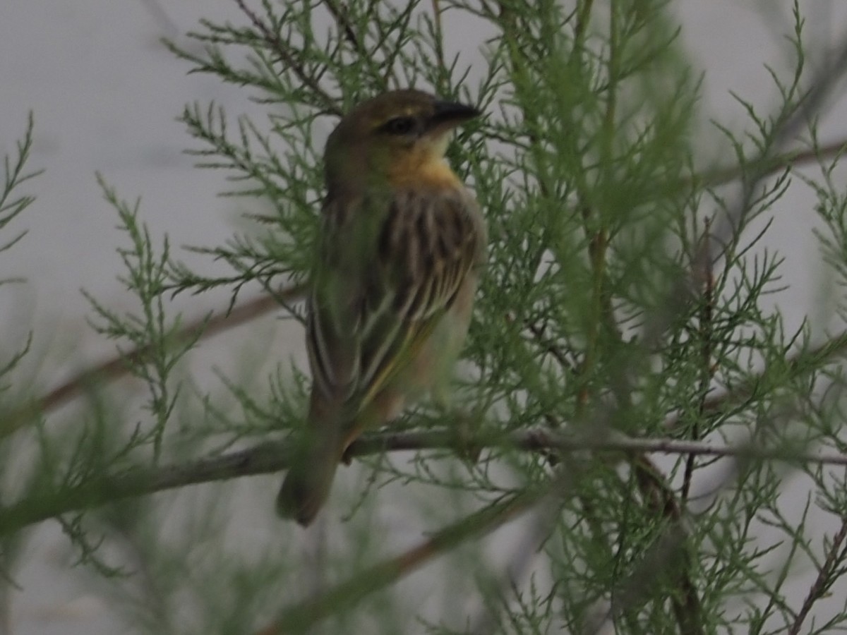 Black-headed Weaver - ML619842470