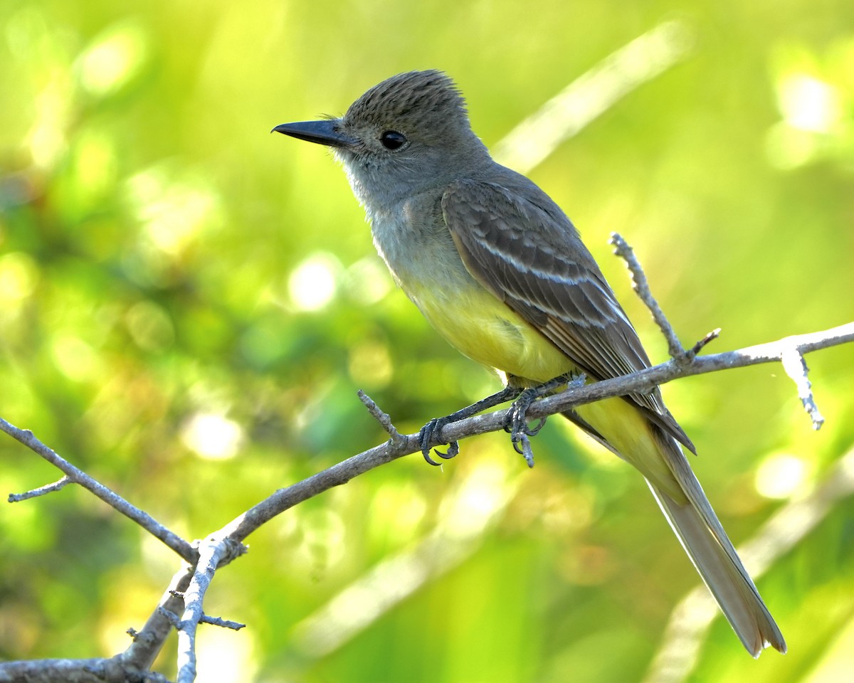Great Crested Flycatcher - ML619842471