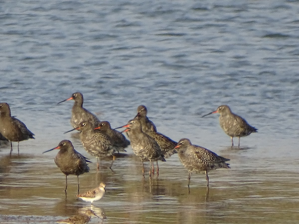 Spotted Redshank - ML619842478