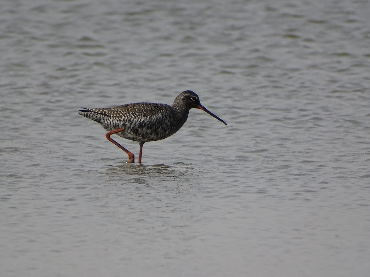 Spotted Redshank - ML619842479