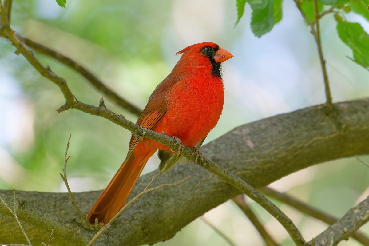 Cardinal rouge - ML619842481