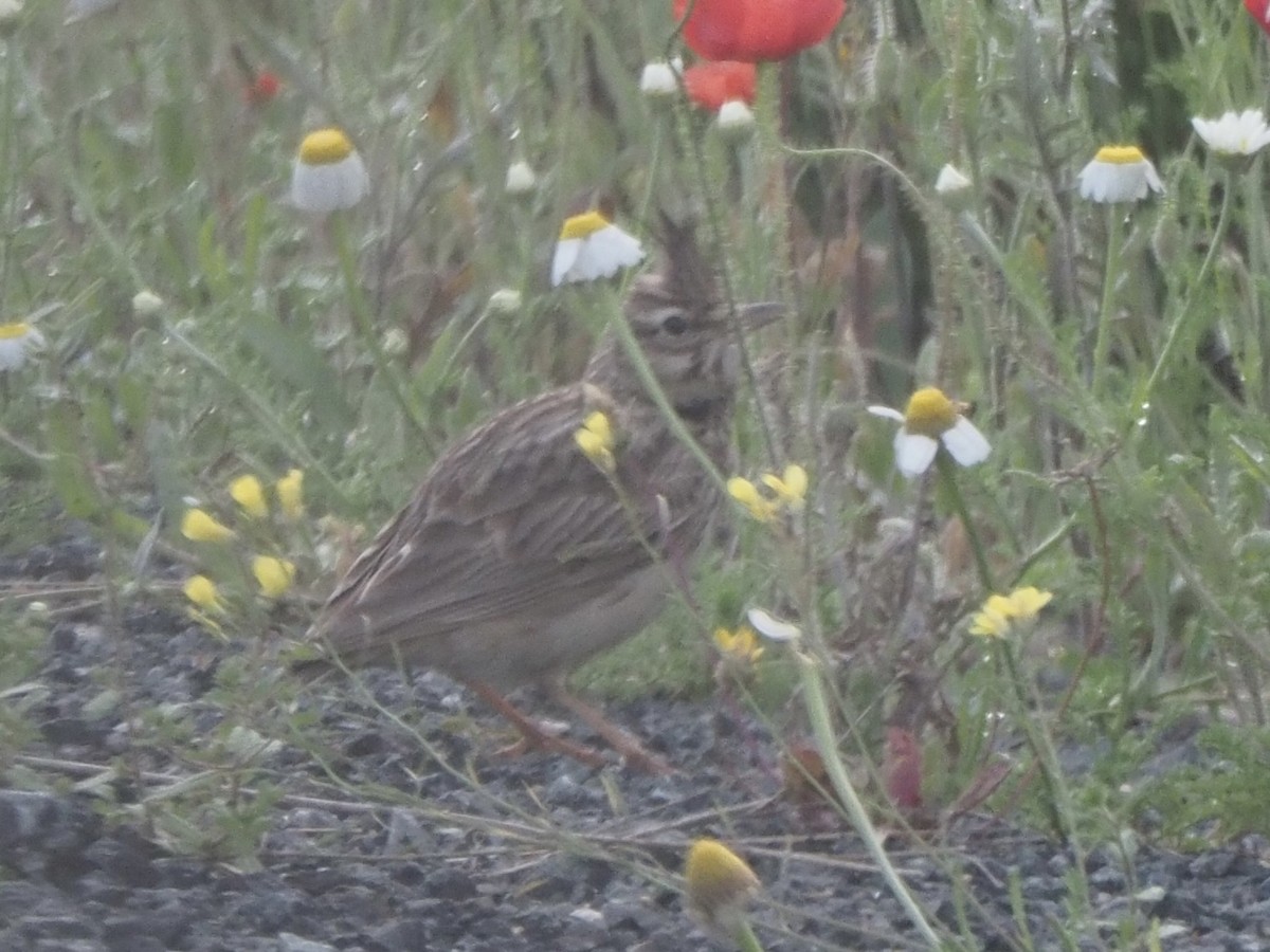 Cappellaccia - ML619842490