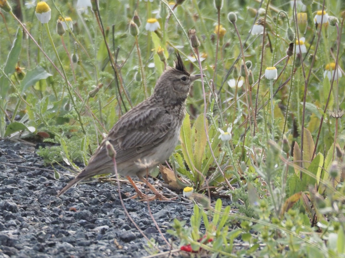 Cappellaccia - ML619842492