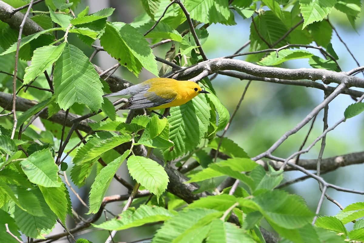 Prothonotary Warbler - ML619842493