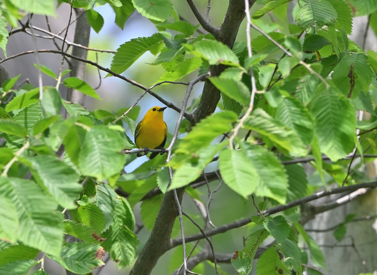 Prothonotary Warbler - ML619842494
