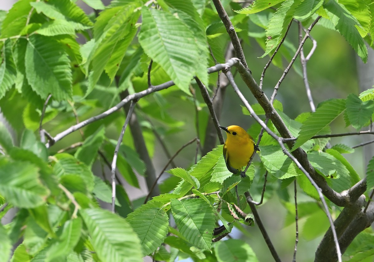 Prothonotary Warbler - ML619842495