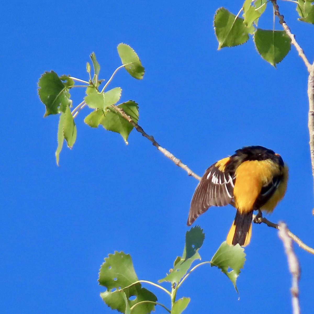 Oriole de Baltimore - ML619842500