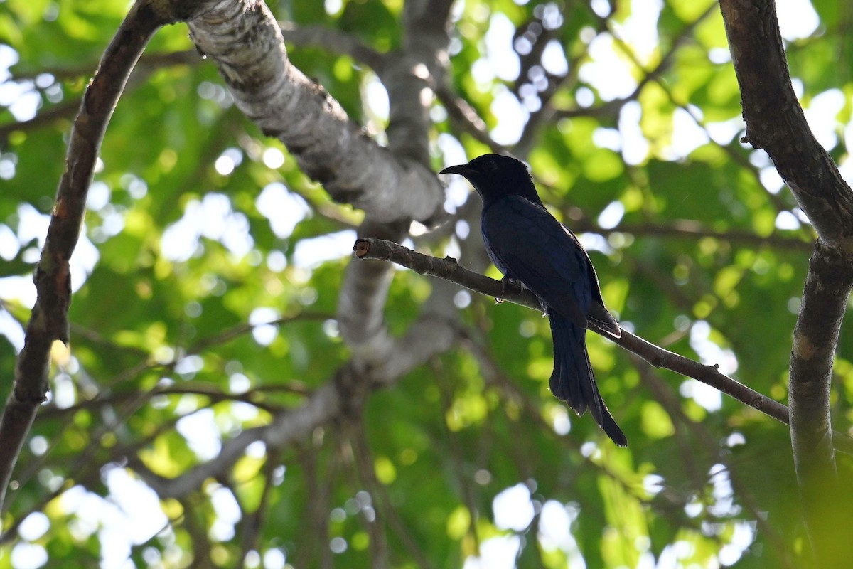 Square-tailed Drongo-Cuckoo - ML619842528