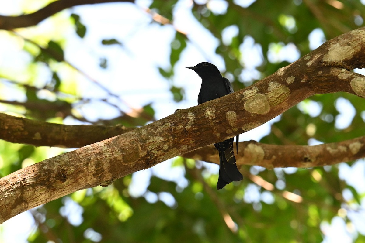 Square-tailed Drongo-Cuckoo - ML619842529
