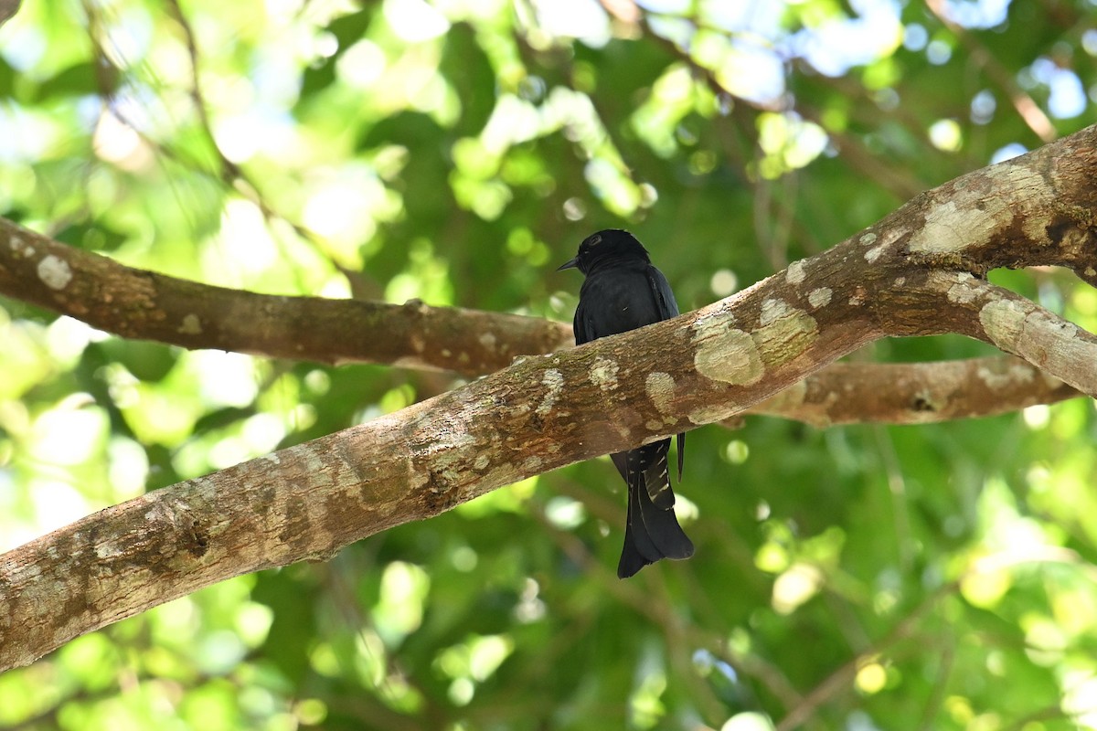Square-tailed Drongo-Cuckoo - ML619842530