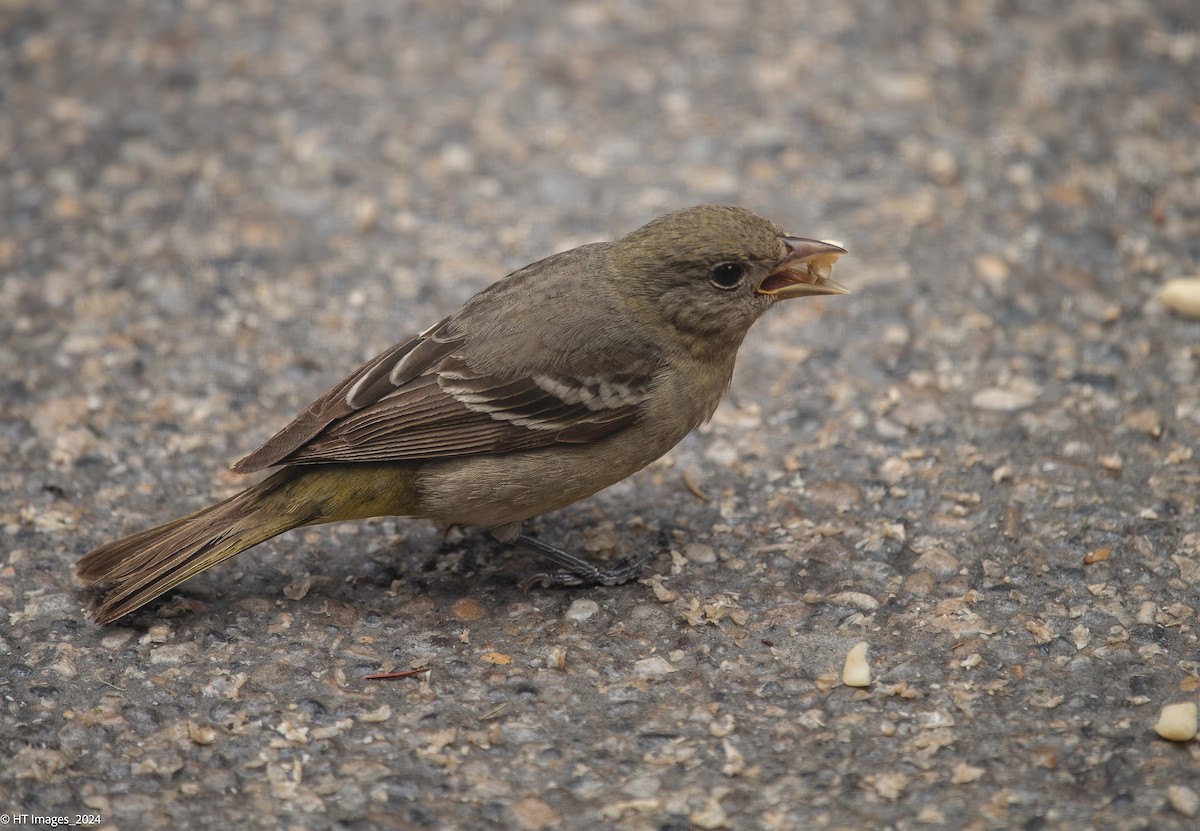 Western Tanager - ML619842539