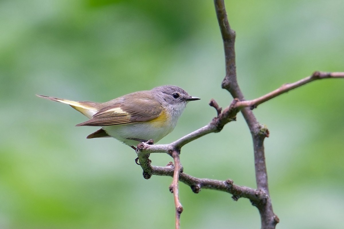 American Redstart - ML619842540