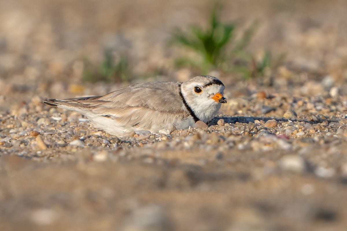 Piping Plover - ML619842542