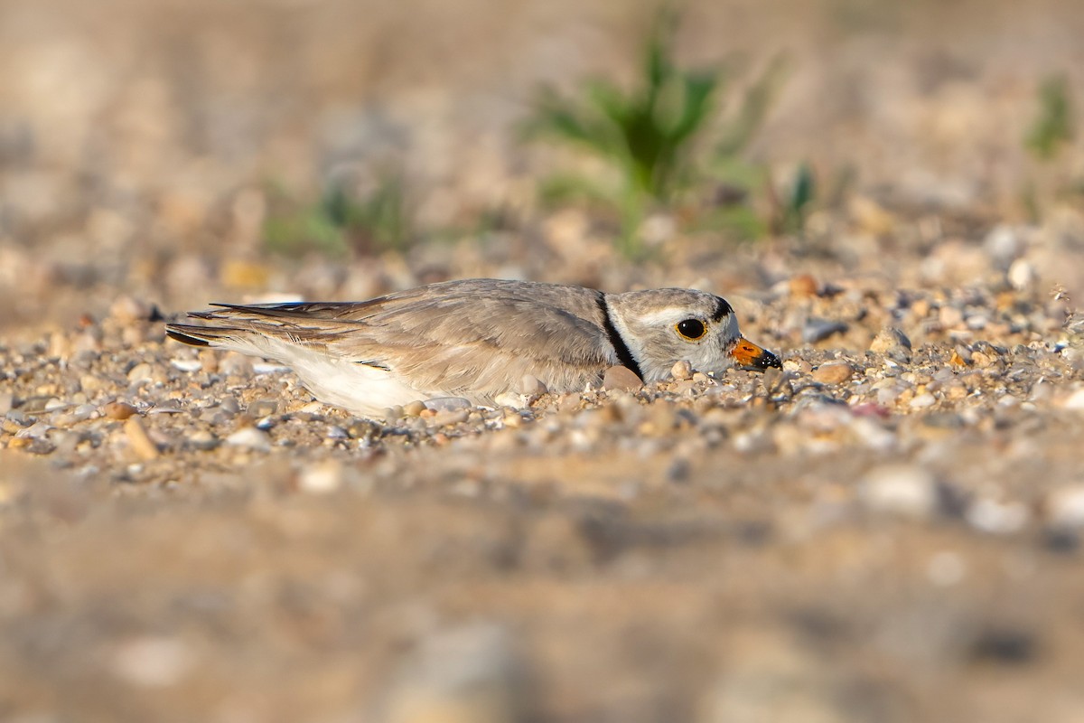 Piping Plover - ML619842543